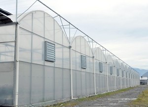 Moderna agricoltura agricola Multi-span pellicola di plastica automatizzata mirtillo Smart serra per la semina di pomodoro - Product Image 5