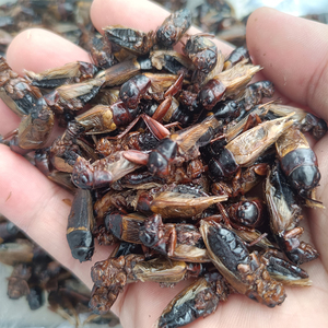 Bioforte Grillos Secos <span class=keywords><strong>de</strong></span> Teleogryllus Mitratus, Alimento <span class=keywords><strong>de</strong></span> Alta Proteína para Reptiles y Aves, Cría en Granja, para Hámsteres, Gecko Leopardo, Dragón Barbudo - Product Image 4