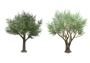 Hot Bán Thực Tế Hiện Đại Sợi Thủy Tinh Trong Nhà/Ngoài Trời Nhân Tạo Cây Ô Liu Khổng Lồ Nhân Tạo Sống Động Như Thật Cây Ô Liu - Product Image 5