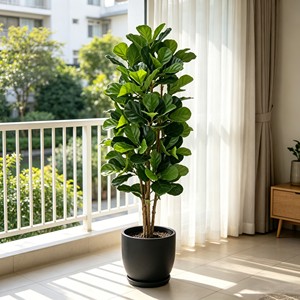 Wholesale prices for Ficus pandurata with real wooden poles. Direct from the factory. Durable and evergreen - Product Image 6