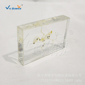 Especímenes de esqueletos de aves, modelos de enseñanza de biología para escuelas primarias y secundarias, enseñanza de anatomía. - Product Image 1