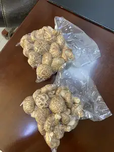 Popular mais bem-vindos Cogumelo Tipo fresco Shiitake Cogumelos para venda