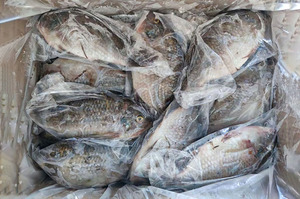 China exportação todo redondo wr iqf fazenda todos os tamanhos tilápia peixe congelado preço peixe congelado tilápia peixe inteiro