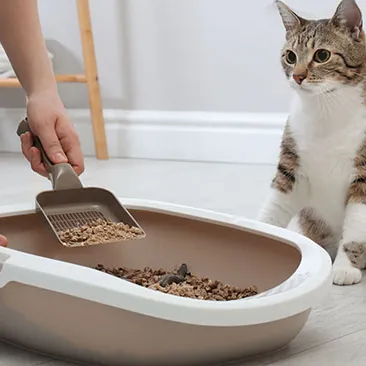 Pet Cat Litter Testing /Third Party Quality Inspection and Certification Service