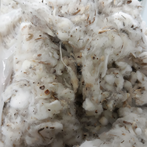 Déchets de coton non blanchis/mouche de carte (bandes plates)/Lickerin A & B de haute qualité pour l'exportation (Mme Xavia + 84 333371330) - Product Image 1