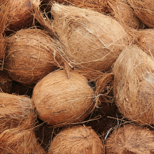 Coco Semi Despulpado Premium de Exportación Fresco de Granja - Product Image 1