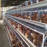 Kit d'équipement pour poulets pondeuses de ferme avicole au Nigeria, capacité 5000 oiseaux, avec cage automatique de type A pour poules pondeuses, design économique et rendement élevé (ROI)