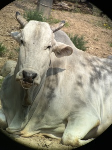 Nuovo Modello 2025 Binocolo Impermeabile a Grande Diametro 30-50x120 Visione Chiara 20-50km Telescopio per Osservazione a Lunga Distanza - Product Image 4