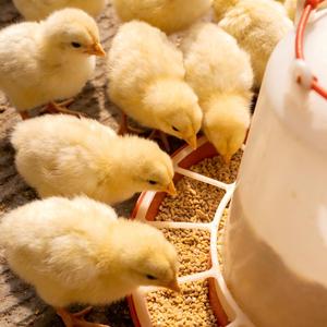 เอนไซม์ไฮแอคทีฟ เฮซิน ดี4 สำหรับไก่ไข่ - ป้องกันการขับถ่ายเป็นน้ำ ลดการแตกหักของเปลือกไข่ เสริมการดูดซึมแคลเซียม - Product Image 3