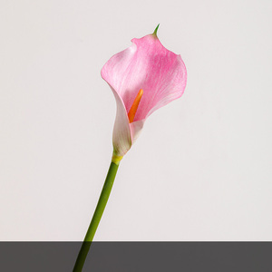 Flor de Cala Artificial de Tacto Real, Cabeza Individual, Flores de Cala Artificiales, <span class=keywords><strong>Centro</strong></span> de Mesa, Decoración para Bodas, Fiestas y Hogar - Product Image 6
