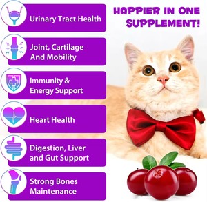 Suplemento Líquido Vision de Alta Calidad con Ácido Ascórbico para Perros y Gatos, Refuerzo Inmunológico, Sin Granos, Absorción Rápida, Salud Digestiva - Product Image 3