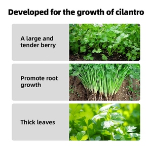 コリアンダー作物の成長と品質向上のための液体有機肥料は、ウィルトや崩壊を防ぎます - Product Image 4