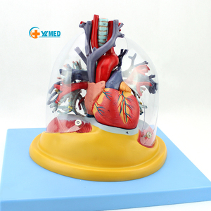 Modelo <span class=keywords><strong>de</strong></span> Corazón y Árbol Bronquial <span class=keywords><strong>de</strong></span> Plástico para Cirugía Torácica, Cardiología y Pulmones Humanos para Educación, con Certificación CE/ISO - Product Image 1