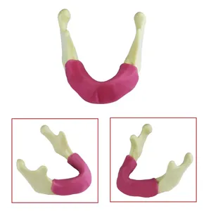 Modelo Dental de Práctica de Implantes, Modelo de Enseñanza de Dientes, Herramienta de Demostración para Entrenamiento Educativo, Modelo de Simulación de Hueso de Mandíbula Inferior - Product Image 4