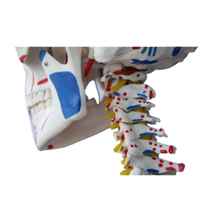 Desconexión de la fábrica de ciencia médica de todo el cuerpo, modelo de hueso y cráneo de varios modelos de hueso - Product Image 4