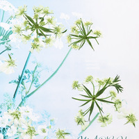 Bijoux en résine Ammi Visnaga, dentelle, plantes naturelles, écologiques, fleurs pressées réelles