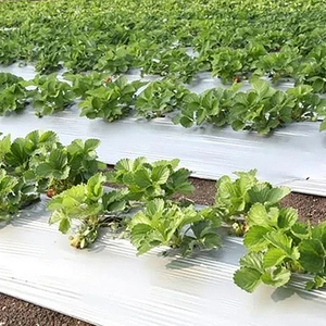 <span class=keywords><strong>Film</strong></span> de paillage agricole biodégradable blanc/noir en PE, best-seller, pour le contrôle des adventices - Product Image 5