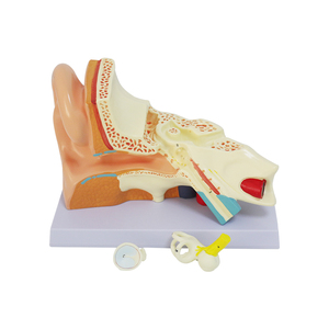 Modèle anatomique d'oreille 3D : Structure externe, intermédiaire et interne de l'oreille, modèle d'organe du système auditif pour l'entraînement - Product Image 3