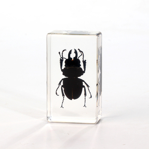 Real Stag Beetle Neolucanus Swinhoei In Clear Lucite 72mm Preserved Paperweight Taxidermy Crafts Collection Science Education Display - Australia - View #3