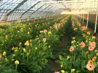 Film tunnel SHOUZHENG à lumière diffusée 130m anti-âge moulé par soufflage (bleu clair/jaune/transparent) pour plantes ornementales et fleurs