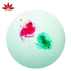 Directo de fábrica Daphnia W. M. Microscopio Animal preparado Diapositiva ciencia interés Estudiar - Product Image 1