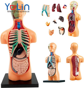 Modè<span class=keywords><strong>le</strong></span> de <span class=keywords><strong>corps</strong></span> <span class=keywords><strong>humain</strong></span> pour enfants, modè<span class=keywords><strong>le</strong></span> d'anatomie <span class=keywords><strong>3D</strong></span> amovible <span class=keywords><strong>en</strong></span> plastique, éducatif pour les étudiants, modè<span class=keywords><strong>le</strong></span> de <span class=keywords><strong>corps</strong></span> <span class=keywords><strong>humain</strong></span> pour enfants, anatomie - Product Image 5