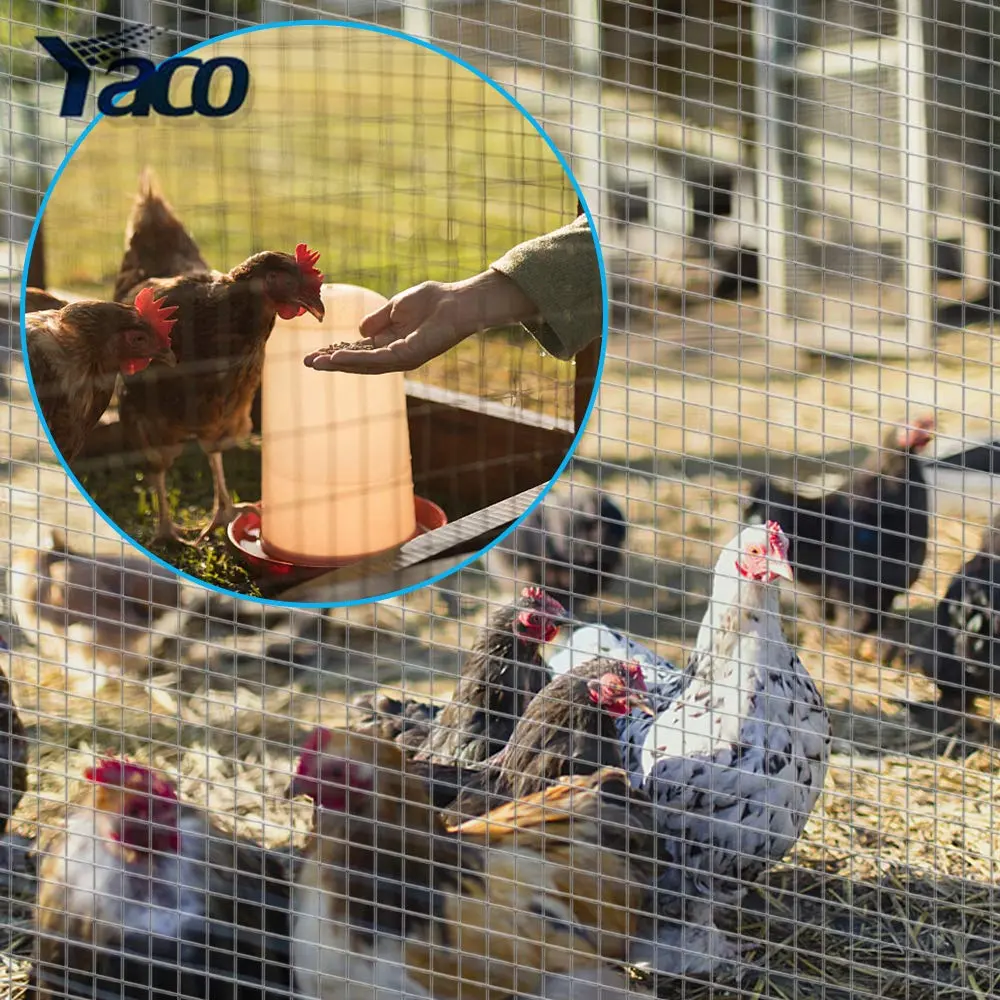 Panneaux de clôture en treillis métallique soudé de calibre 10 cages à poulets soudées