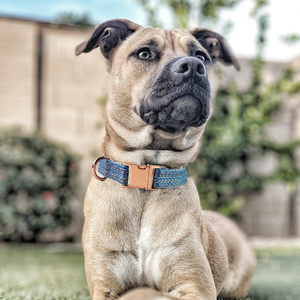 <span class=keywords><strong>Collar</strong></span> de Perro Personalizado con Nombre y Logotipo de <span class=keywords><strong>YIWU</strong></span>, con Hebilla de Metal, Correas de Nailon para Perros con Anillo en D de Acero Resistente - Product Image 3