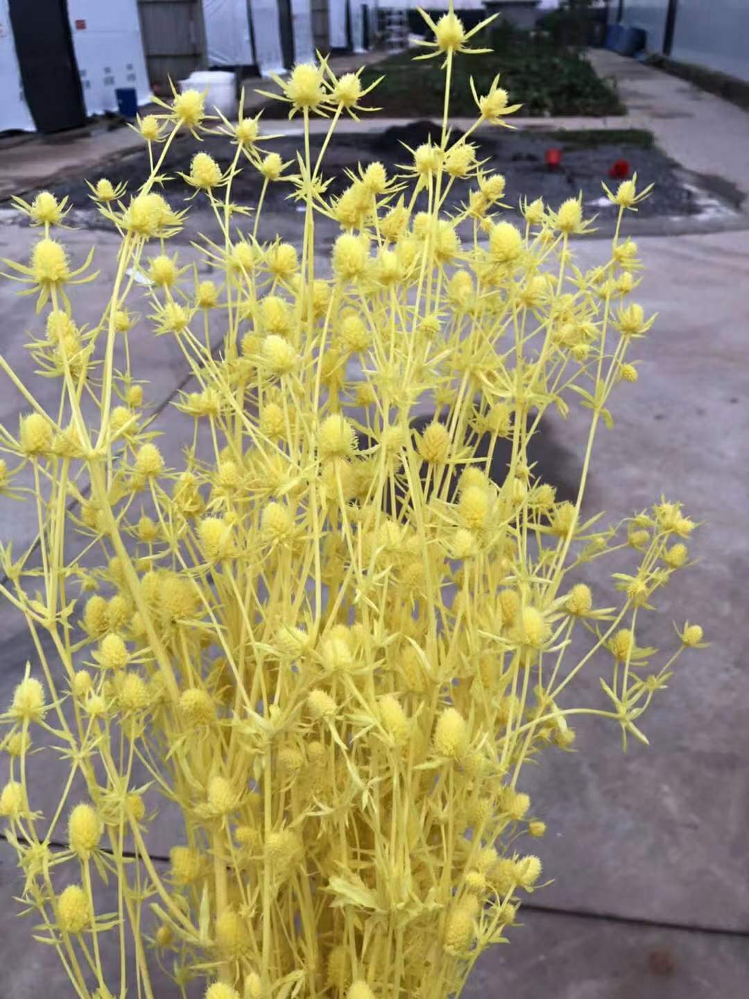 Amarillo