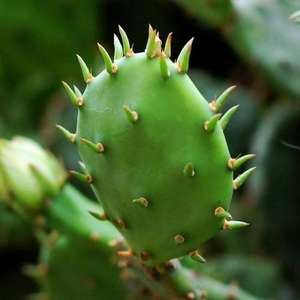 Estratto di Opuntia Dilenini/Estratto di Cactus/Estratto di Hoodia Cactus per la Salute e la Naturalezza - Product Image 2