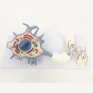 KyrenMed Neuron modeli Neuron hücre gövdesi 2500X büyütülmüş 2 parça sinir lifi yapısı sinir hücresi doku modeli - Product Image 2