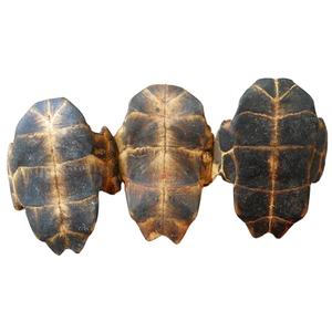 Plastrón de Tortuga Seco Entero Natural Gui Ban para Hierbas, Adelgazamiento, Té Saludable a Granel - Product Image 1