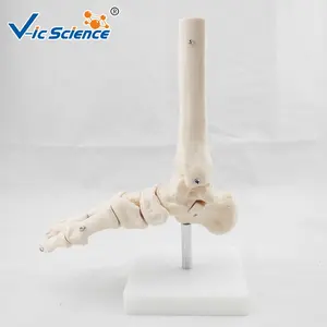 Yaşam boyutu ayak eklem plastik diz iskelet modeli ortak modeli