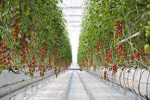 Serre à tomates multi-spans d'Afrique du Sud avec irrigation goutte à goutte, fenêtres de ventilation et filet d'ombrage - Product Image 3