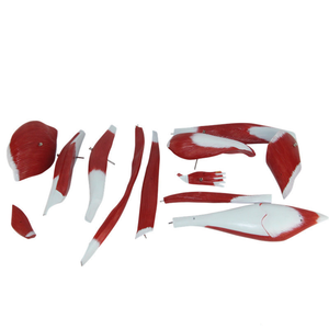 Anatomía <span class=keywords><strong>de</strong></span> <span class=keywords><strong>la</strong></span> ciencia médica <span class=keywords><strong>de</strong></span> alta calidad, PVC, 23 piezas, cuerpo humano, <span class=keywords><strong>pierna</strong></span>, músculo, modelo, material didáctico, recurso didáctico, modelo muscular - Product Image 6