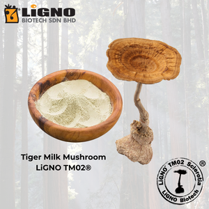 Extracto de Hongo Leche de Tigre LiGNO TM02 en Polvo Crudo Activo, Certificado Halal Kosher, Grado Alimenticio, Material OEM ODM - Product Image 1