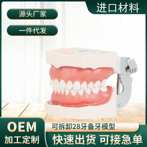 Mejor Modelo Dental de Enseñanza con 28 Dientes de Resina, Encías Blandas Desmontables para Práctica de Implantes, Equipo de Terapia Oral - Product Image 5