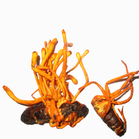 Poudre de Cordyceps Sinensis à base de plantes de haute qualité, extrait de Cordyceps/CS-4 30% Polysaccharides 20% acide de Cordycepin