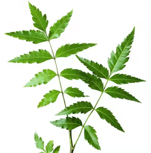 Polvo de hojas de Neem de la mejor calidad Azardiractha Indica Huile De Neem Indian Lilac Margosa Tree Margousier Nim Leaf No hay opiniones aún - Product Image 2