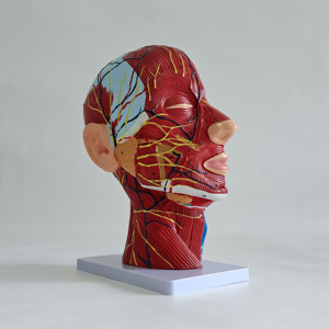 Modèle de mannequin visage et cou avec muscles, nerfs et vaisseaux superficiels - Product Image 6