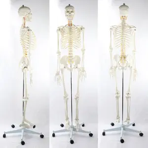 Sciedu医療解剖学的人間の骨格モデル教育リソース解剖学的モデル170 cm骨格解剖学的モデル