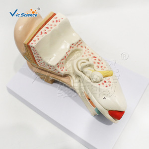 Modèle d'anatomie de l'oreille à grossissement 2x, modèle d'oreille médical pédagogique détachable en 4 parties - Product Image 4