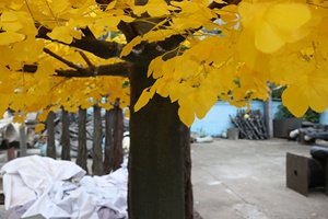Alberi di <span class=keywords><strong>Ginkgo</strong></span> Biloba Artificiali Personalizzati con Foglie Gialle per Decorazioni Paesaggistiche Autunnali - Product Image 4