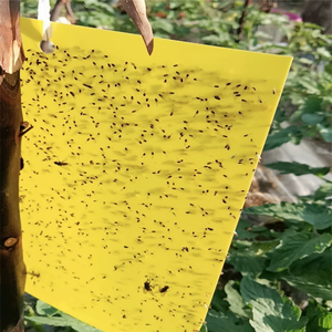 Effective Disposable Double Sided Yellow Sticky Trap 20x25cm for Fruit <b>Fly</b> Pest Control in Greenhouse and Fruit Tree - Product Image 3