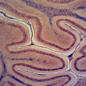 China-made Mixed Animal Pathology Prepared Slides Set Glass Microscope Slides for Medical Teaching in University and <strong>Lab</strong> - Product Image 6