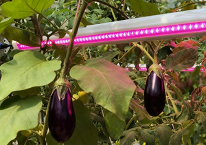 Hongyi 100W 8ft LED phát triển ánh sáng PPE 3.5 μmol/J interlighting cho làm vườn cao-dây rau lá Rau các loại thảo mộc trái cây - Product Image 4