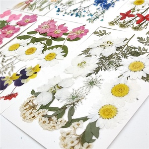 <span class=keywords><strong>M030</strong></span> Lote de Flores Prensadas para Decoración de Bodas, Set Mixto de Flores Secas Prensadas para Manualidades, Collares, Fundas de iPhone, Adhesivos de Flores Prensadas - Product Image 2
