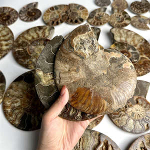 คริสตัลธรรมชาติคุณภาพสูง หินบำบัด ฟอสซิลหอยทาก แอมโมไนต์หลากสีสัน - Product Image 3