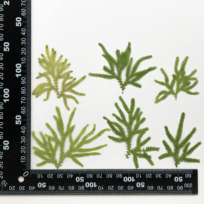 MH715 Juanbai Natural green