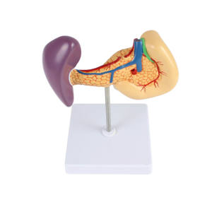 Anatomisch Model Alvleesklier, Milt En Twaalfvingerige Darm - Product Image 6